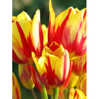 Тюльпан многоцветковый "Микс" (Multiflowering Mix) 3шт в упаковке (размер 11\12)